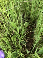 Dipterostemon capitatus capitatus