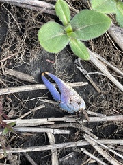 Procambarus gracilis