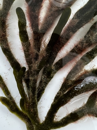 Melanothamnus, 2022-04-04