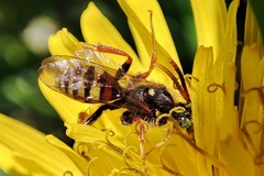Nomada bifasciata