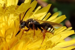 Nomada bifasciata