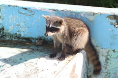 Procyon pygmaeus