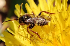 Nomada bifasciata