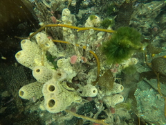 Mycale magellanica