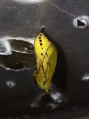 Mechanitis polymnia casabranca