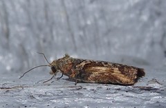 Harmologa scoliastis