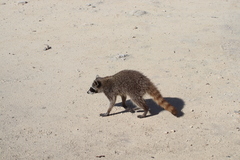 Procyon pygmaeus