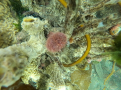 Pseudechinus magellanicus