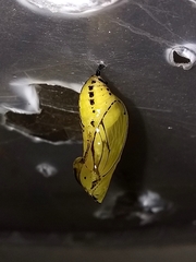 Mechanitis polymnia casabranca