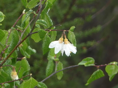 Styrax redivivus