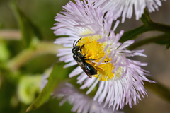 Ceratina strenua