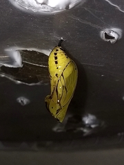 Mechanitis polymnia casabranca