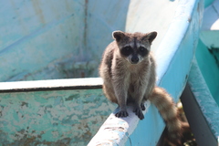 Procyon pygmaeus