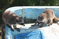 Procyon pygmaeus