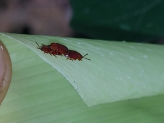 Cephaloleia dilaticollis