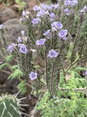 Phacelia floribunda