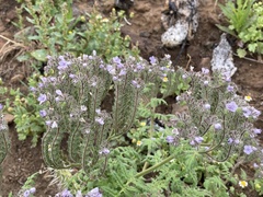 Phacelia floribunda