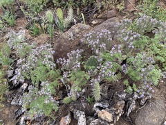 Phacelia floribunda