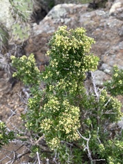 Galium catalinense acrispum