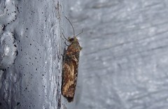 Harmologa scoliastis