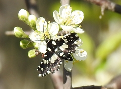 Pseudothyris sepulchralis