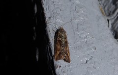 Harmologa scoliastis