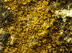 Flavoplaca citrina