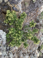 Galium catalinense acrispum