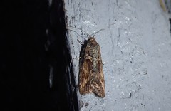 Harmologa scoliastis