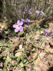 Phlox stolonifera