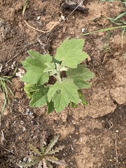 Malacothamnus clementinus