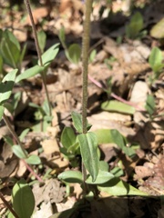 Phlox stolonifera