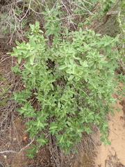 Lepechinia cardiophylla