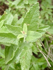 Lepechinia cardiophylla