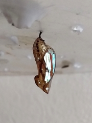 Mechanitis polymnia casabranca