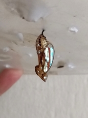 Mechanitis polymnia casabranca