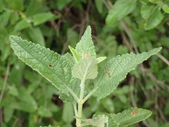 Lepechinia cardiophylla
