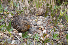 Turnix maculosus