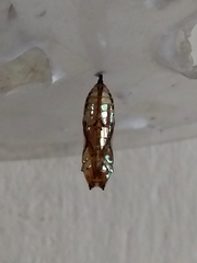 Mechanitis polymnia casabranca