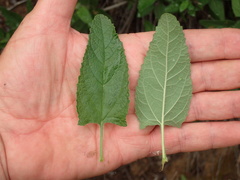 Lepechinia cardiophylla
