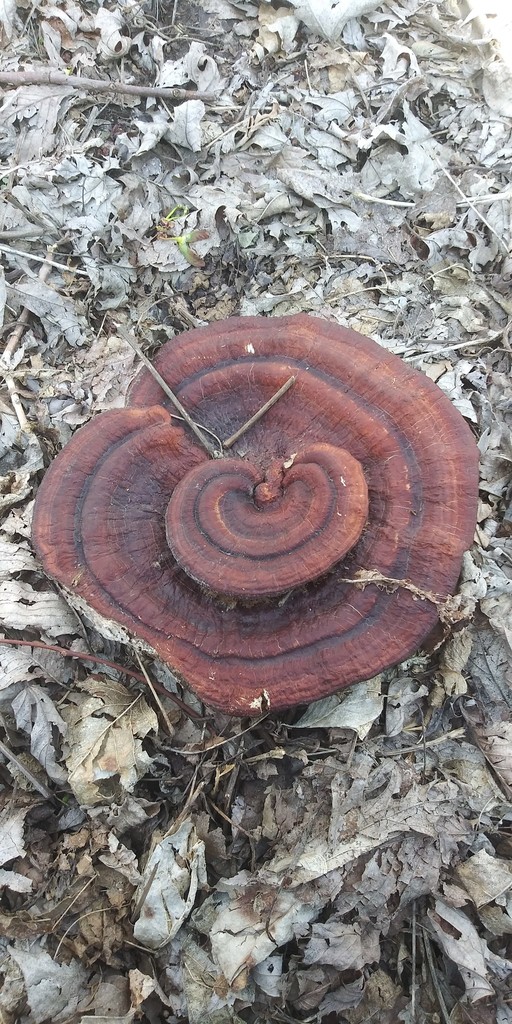 Ganoderma sessile in April 2022 by jim · iNaturalist