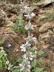 Malacothamnus clementinus