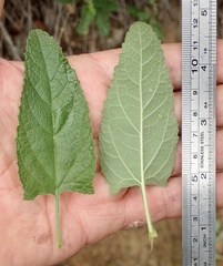 Lepechinia cardiophylla
