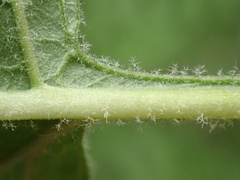 Lepechinia cardiophylla