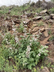 Malacothamnus clementinus