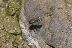 Cicindela favergeri