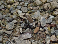 Cicindela favergeri