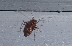 Chinamiris indeclivis