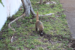 Nasua narica nelsoni