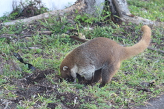 Nasua narica nelsoni